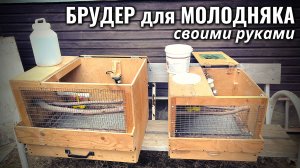 БРУДЕР для МОЛОДНЯКА: цыплята, гусята, утята, индюшата как сделать своими руками