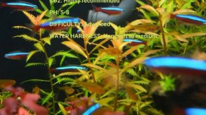 proserpinaca palustris aquarium plant