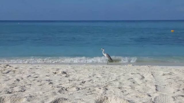 Maldives Grey Heron смотреть онлайн