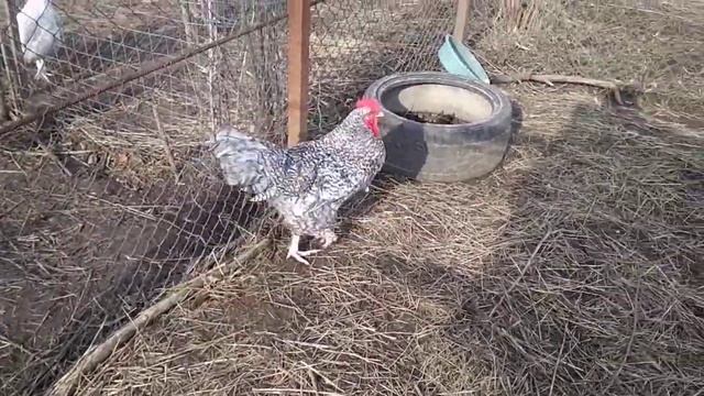 Мехеленская кукушка смотреть онлайн
