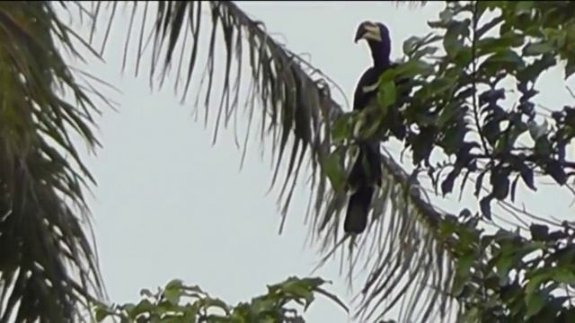 Gambia birding near Kotu Creek смотреть онлайн