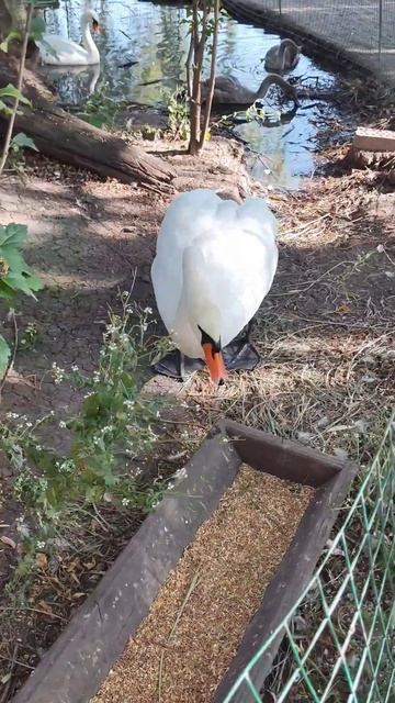 Место для отдыха и прогулок на трассе М4-Дон-Женский монастырь в честь иконы Божией Матери Всецарица смотреть онлайн