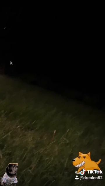 Dog lover Here.. смотреть онлайн