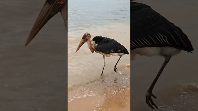 marabou stork mallard ducks egret kingfisher birds sounds swim fly forage|white noise 🌊#viral смотреть онлайн