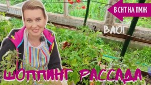 СТАРАЯ ДАЧА | Шопинг РАССАДА №20 В СНТ НА ПМЖ