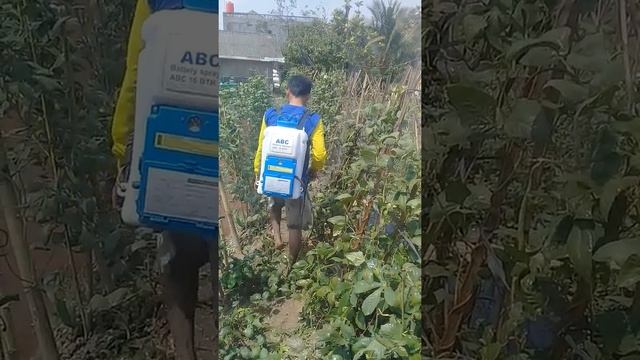 Mengatasi kutu daun ( aphis gossypii) pada kacang panjang смотреть онлайн