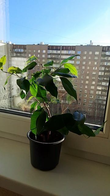 Фикус Бенджамина