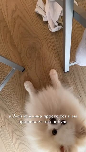 1 День со шпицем Бонди #шпицалогия #бонди #пушистыйдруг #померанец смотреть онлайн