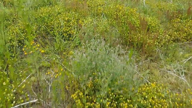 DDRderude - en levende brakmark