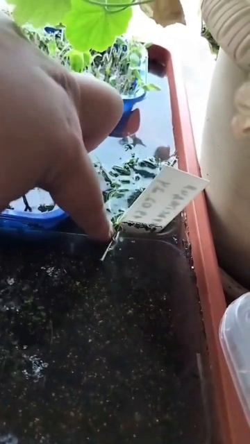 Затопили соседи, испорчена, залита рассада #garden #сухоцветы #рассада #shorts смотреть онлайн
