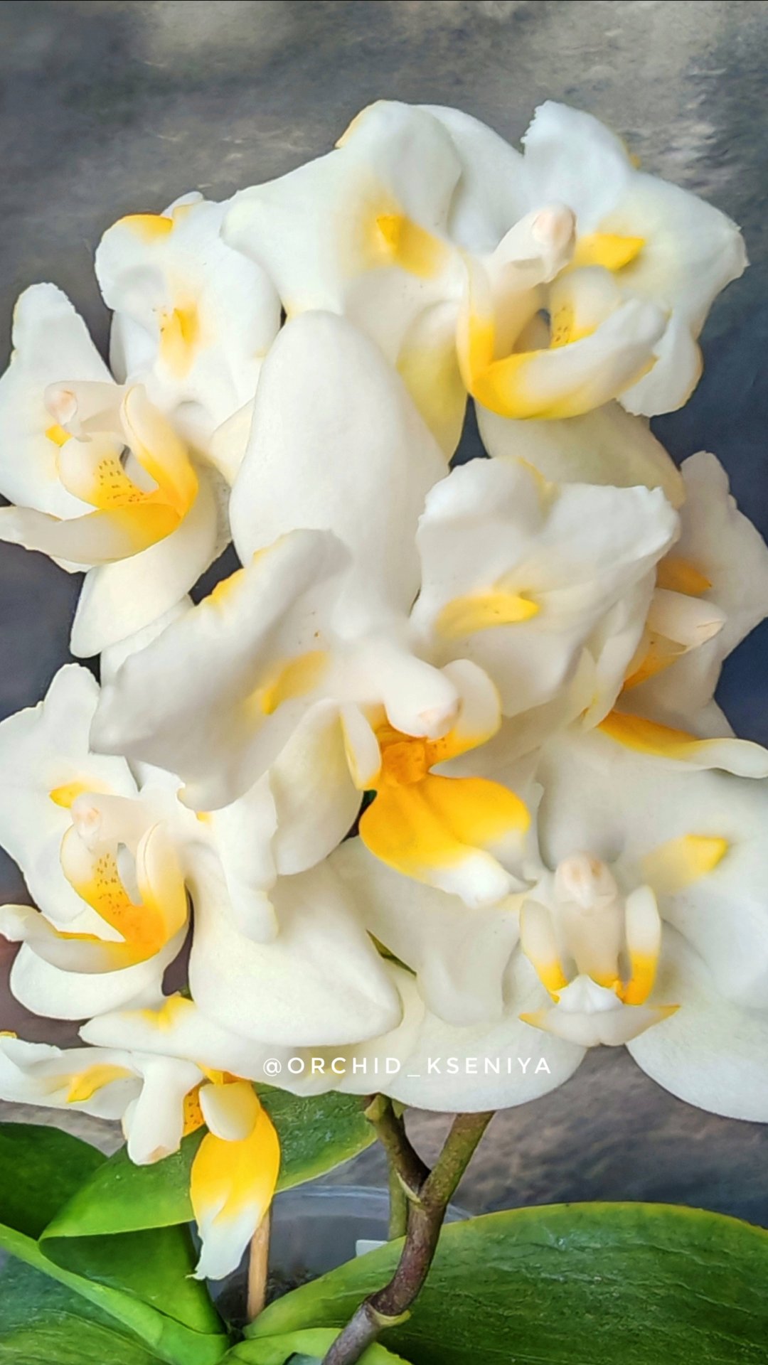 Phal. Liu’s Pale Micholitz ‘ES’ 🐣 Домашнее цветение азиатской белой орхидеи бабочки с желтой губой смотреть онлайн