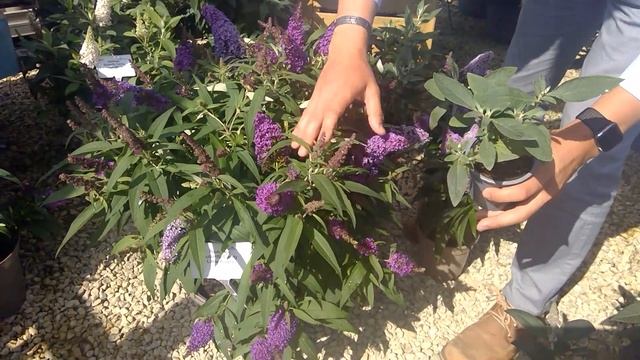 Buddleja Butterfly Candy