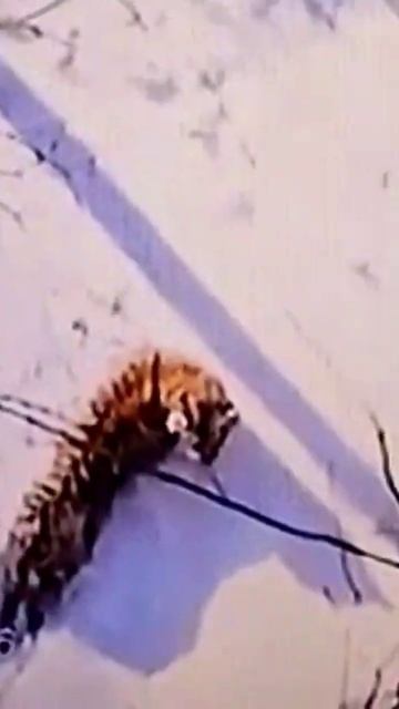 ВЫПУСКАЮТ ТИГРА