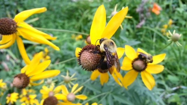 Gray Head Cone Flower with Bumbles and Solitary Wasp смотреть онлайн