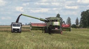Уборка рапса 2019 в СПК "Гигант"(Живой звук)