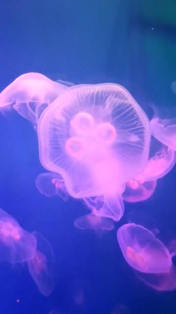 Танец медуз #таймлапс #shorts смотреть онлайн