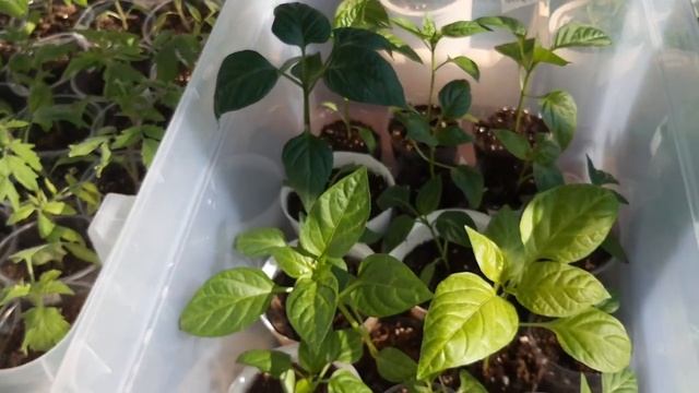 24 марта рассада на лоджии, обзор смотреть онлайн