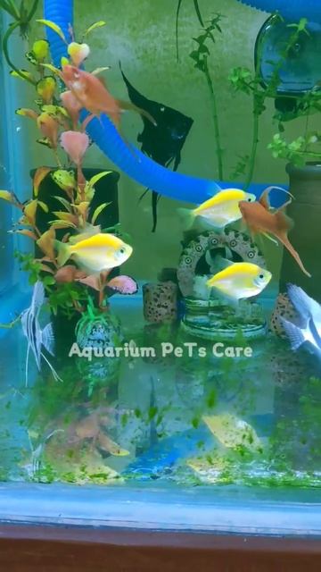 Blue Zebra Angelfish Rare Breed #angelfish #top #shorts #galiffstreetfishmarket #fishfarming #fish смотреть онлайн