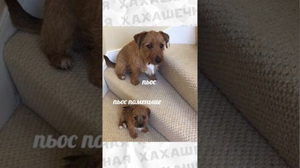 Больше таких роликов у меня на boosty