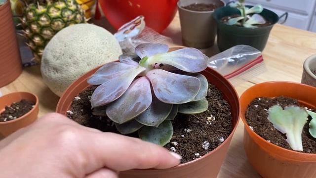 How to Water and Split Succulents смотреть онлайн