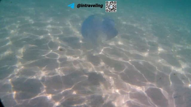 Подводные жители Черного моря смотреть онлайн