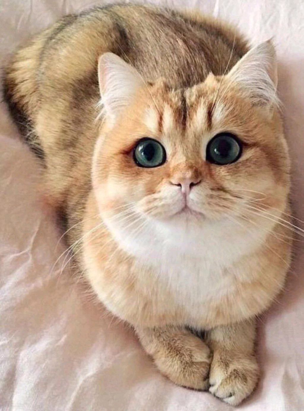 строим роблокс студио