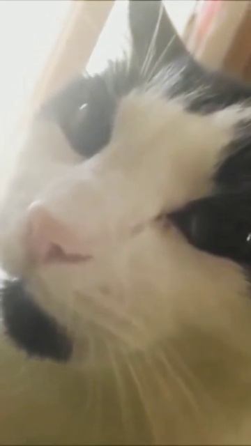 Best Funniest Cat Video 🐱 | Try Not To Laugh 😂 | #FunnyCatVideo #ViralFunnyCat #trending | #Shorts смотреть онлайн