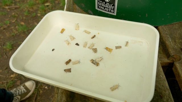 Sussex Wildlife Trust Moth Trap смотреть онлайн