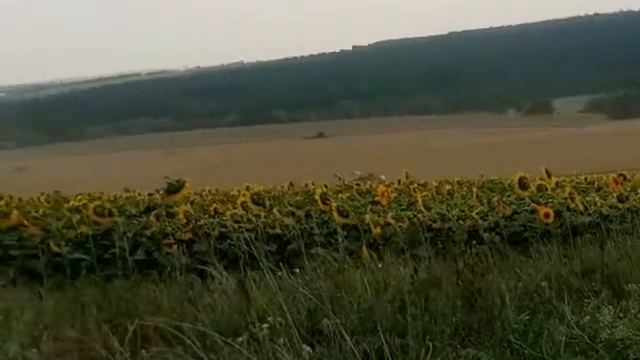 Уборка зерна смотреть онлайн