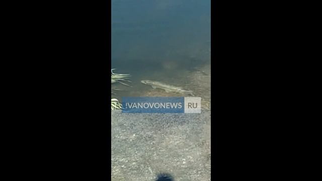 В центре Иванова в Уводи обнаружили огромную рыбину смотреть онлайн