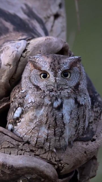 #wildlife #wildlifephotography #shorts #shortsfeed #trendingshorts #viralshorts смотреть онлайн