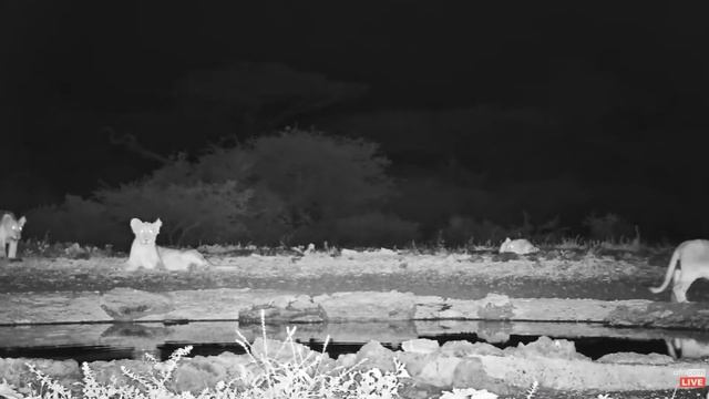Cubbie wrestling at Ol Donyo. africamLIVE. 28 December 2022 смотреть онлайн