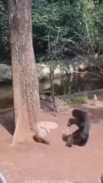 дикобраз это #смех #топ #жиза #мем #смешно #смешноевидео смотреть онлайн