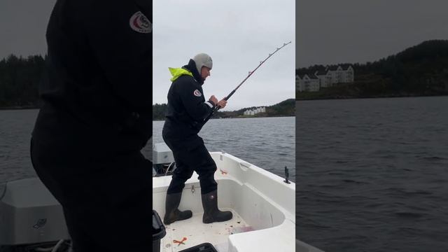 JÄTTI MOLVA JÄÄMERELTÄ | 18KG | VALKOTURSKA | NORJA | KUINKA RIGAAT MAKRILLIN #KALASTUS смотреть онлайн