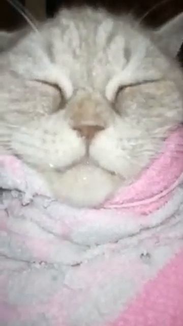 VID 20191218 WA0007 Говорящий кот Приколы с животными смотреть онлайн