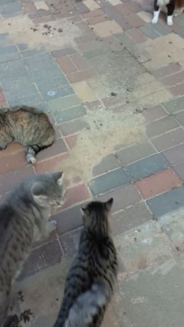 Няшные котики. Funny cats. Lustige katzen. Gatos graciosos. Kucing lucu. Chats drôles. 面白い猫. смотреть онлайн