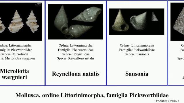 Mollusca, ordine Littorinimorpha, famiglia Pickworthiidae natalis costata Sansonia Microliotia смотреть онлайн