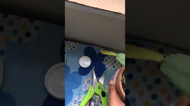 Houseplants Propogation(Monstera,pothos, succulent and cacti,lucky bamboo)& Marigold seeds update смотреть онлайн