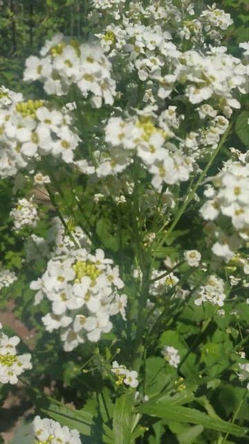 Хрен цветёт смотреть онлайн