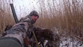 Ходовая охота с Курцхаарами смотреть онлайн