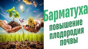 Способы улучшения плодородия почвы.