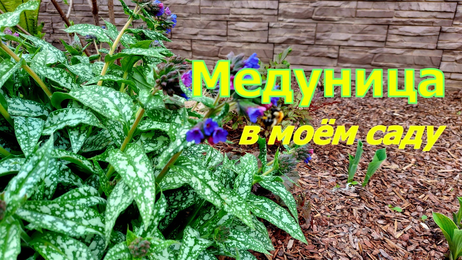 Медуница в моём саду