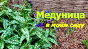 Медуница в моём саду