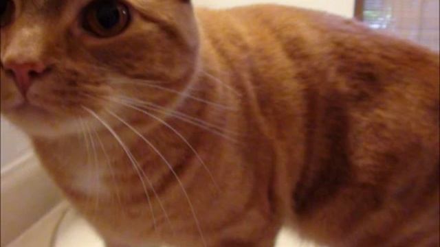 Hommage à Pic-Pic le chat смотреть онлайн