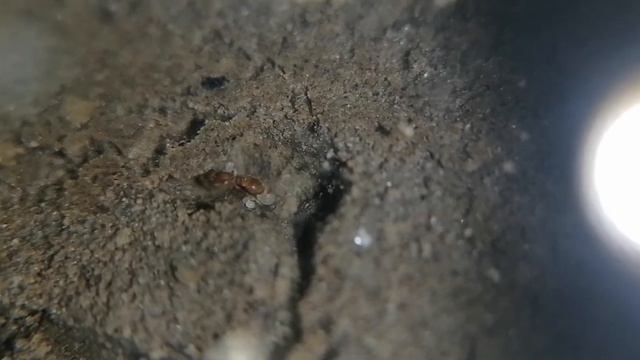 Strumigenys argiola- queen nest care 26Feb21 смотреть онлайн