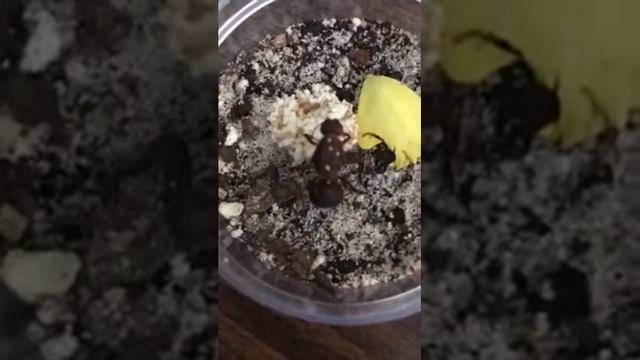 HORMIGA REINA ATTA MEXICANA смотреть онлайн