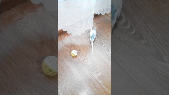 волнистый попугай - ПЕТРОВИЧ играет с мячиком смотреть онлайн