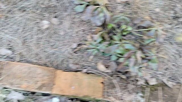 Морозники после зимы, что с ними случилось? Март 2025 смотреть онлайн