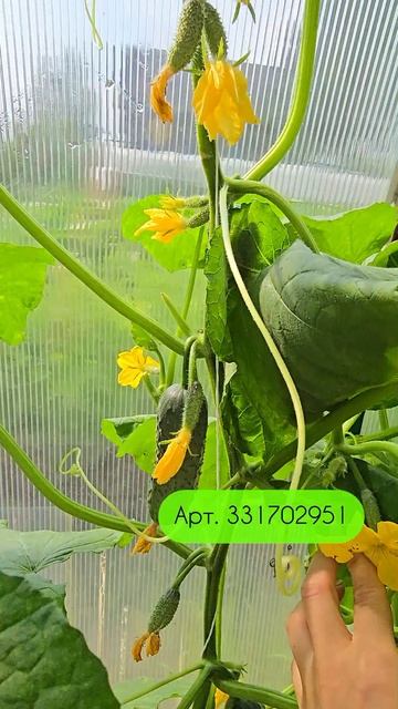 Друзья, наверное вы уже соскучились по сочному, ни с чем не сравнимый хрустом вкуснейших огурцов! смотреть онлайн