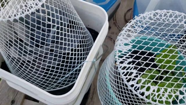 Garden Updates 6/11/22 with harvest, bunny, and Avocado seed смотреть онлайн